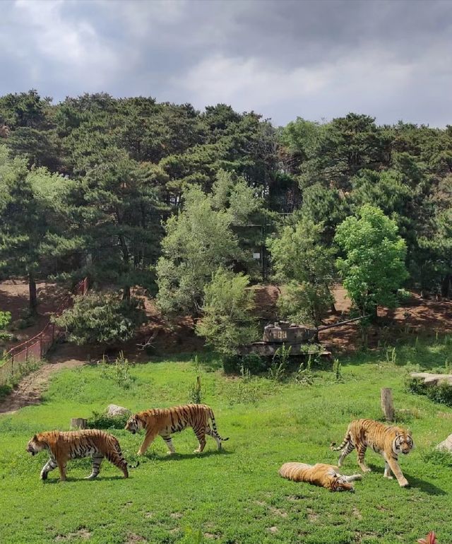 瀋陽森林動物園｜遛娃好去處。