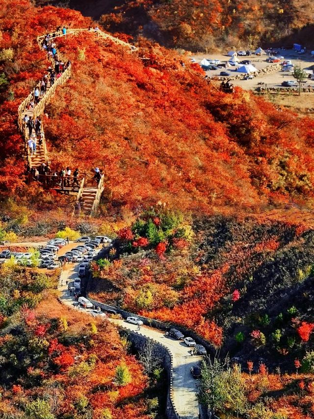 我被震撼了，滿山紅葉看得眼花繚亂。