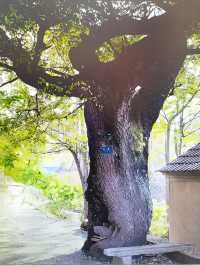 百年五角楓，一楓連五邑。