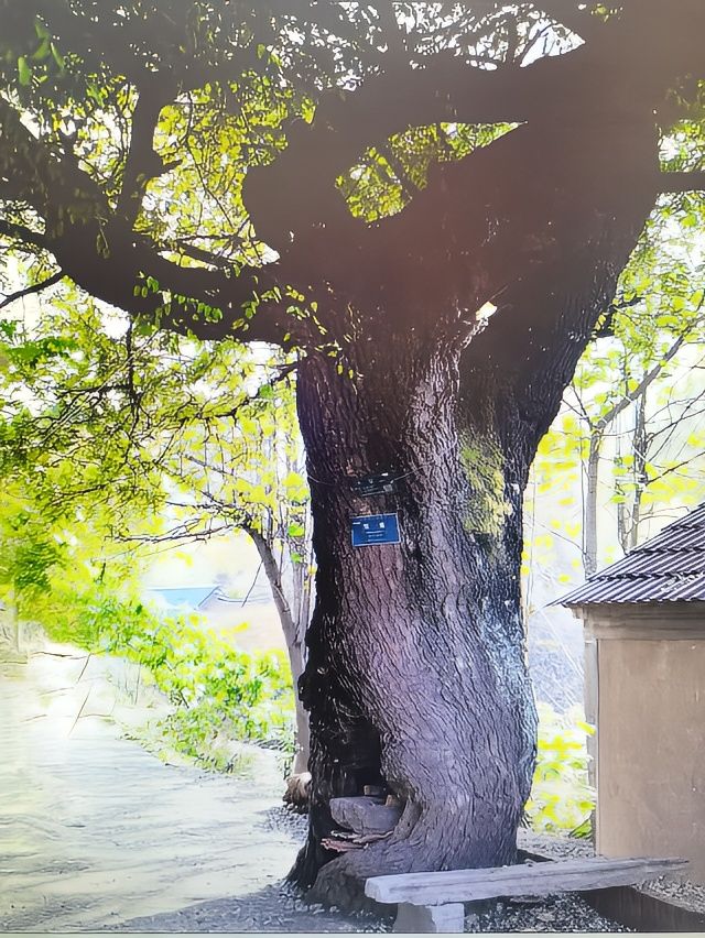 百年五角楓，一楓連五邑。