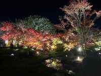 Kyoto Night Maple Viewing - Toji Temple is Stunning!