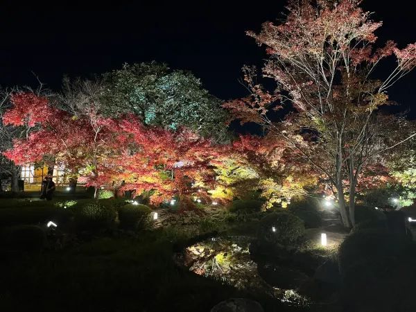 Kyoto Night Maple Viewing - Toji Temple is Stunning!