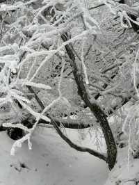 寶雞鳳縣嶺南公園|乘坐秦嶺小火車來看雪。