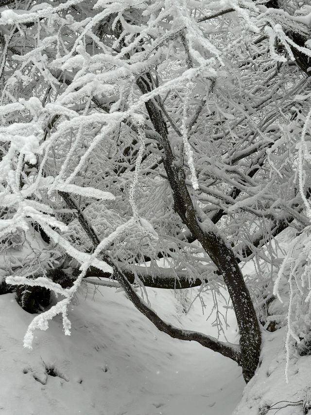 寶雞鳳縣嶺南公園|乘坐秦嶺小火車來看雪。
