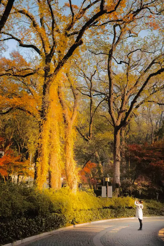 南京棲霞山正是賞楓好時節。