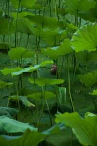 是重慶 是華嚴寺 是荷花