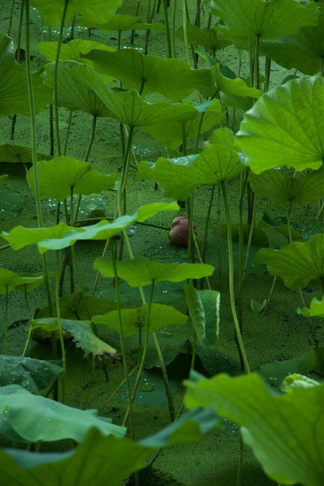 是重慶 是華嚴寺 是荷花