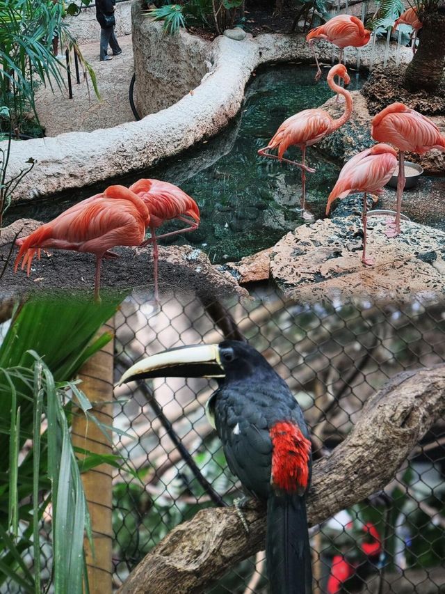 達拉斯水族館．連刷3次！逢人必誇