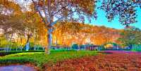 深秋的武漢解放公園——紅得發紫