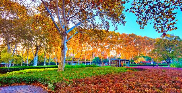 深秋的武漢解放公園——紅得發紫