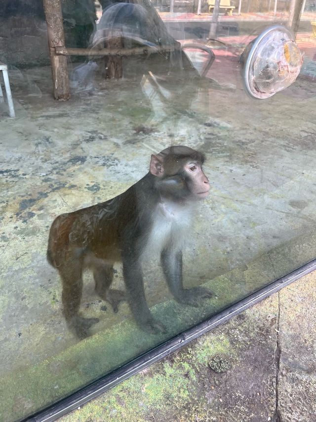 【衝啊】南陽野生動物園，零距離接觸大自然