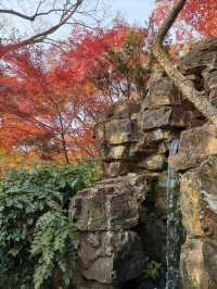 嘉定秋霞圃賞紅葉