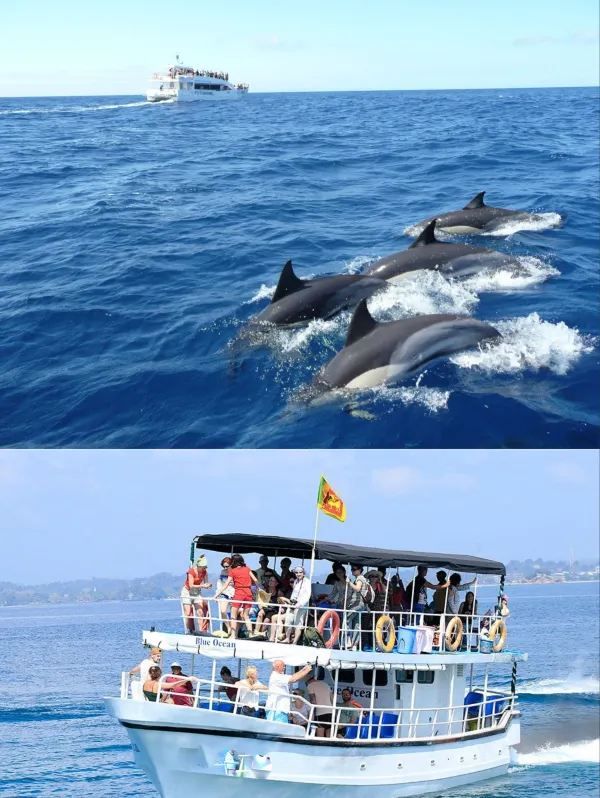 Whale Watching in Mirissa, Sri Lanka