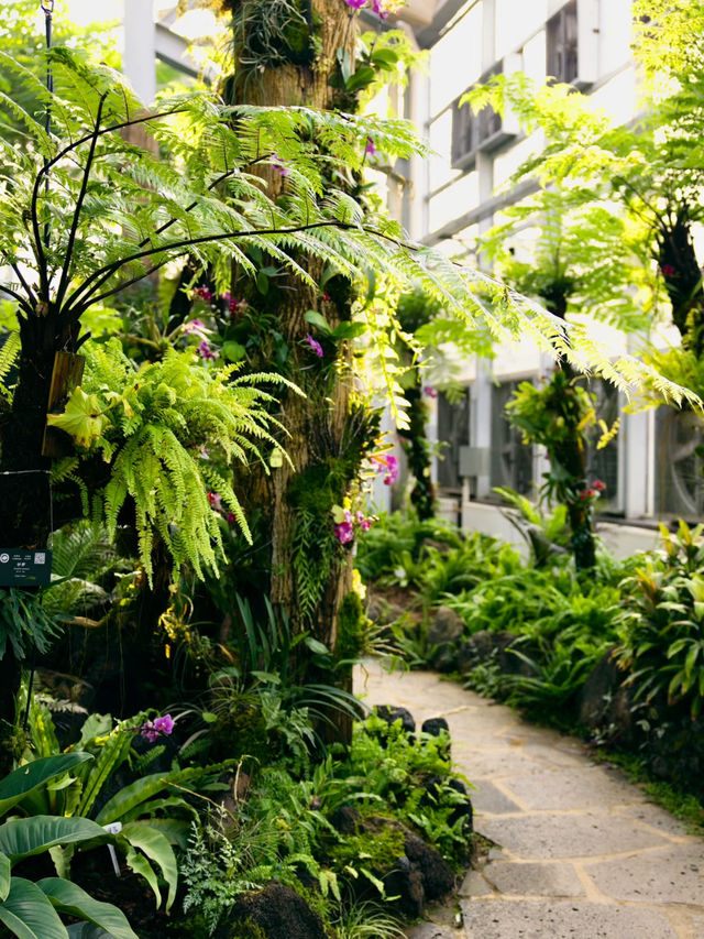 湖南省植物園 | 我好像走進了森林秘境