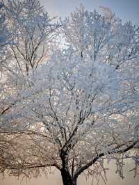 長春-長白山-延吉滑雪超詳細全攻略速看