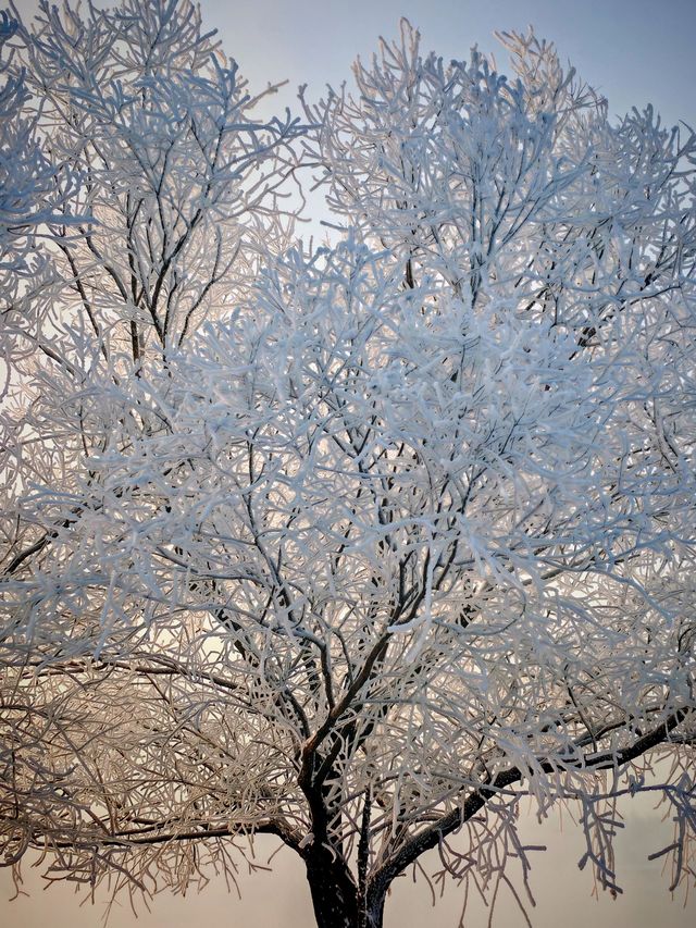 長春-長白山-延吉滑雪超詳細全攻略速看