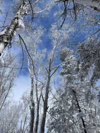 黑龍江的「富士山」，像是走進了林海雪原的夢裏
