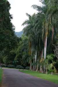 Discover the Enchanting Royal Botanical Gardens in Kandy, Sri Lanka