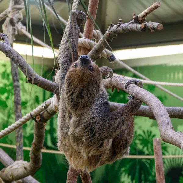 Edinburgh Zoo: A Unique Wildlife Experience