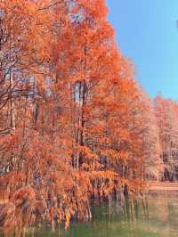 進入最佳觀賞期！落羽杉紅出了油畫治癒感