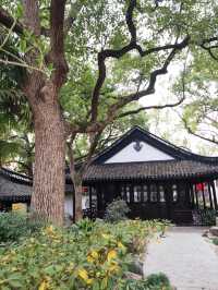 醉白池臘梅開了