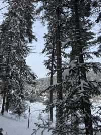 寒假3日遊伊春 帶你走進雪的世界