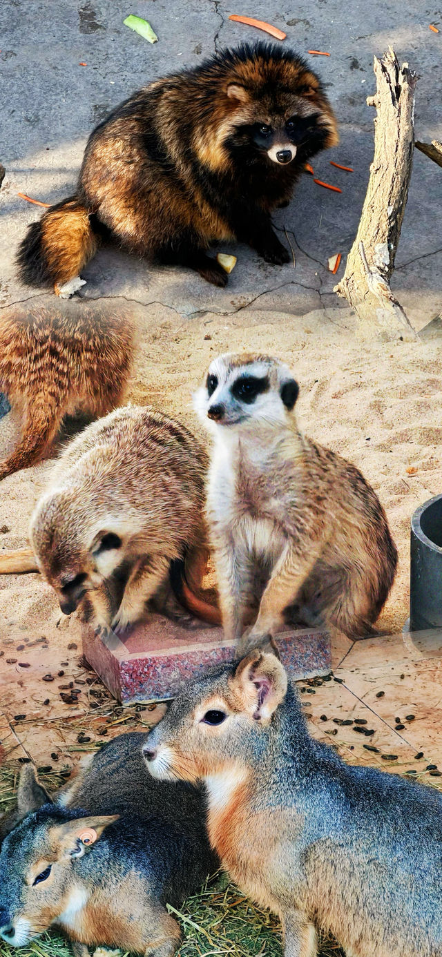 春節假期一定要來打卡的西霞口神雕山野生動物園