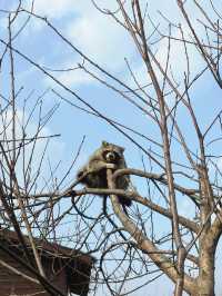 市區公園裏藏了個動物園！這也太超前了吧！