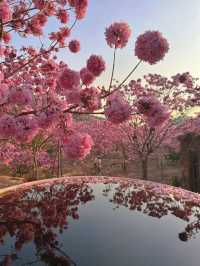 江門綠美生態園：實拍最美紫花風鈴木