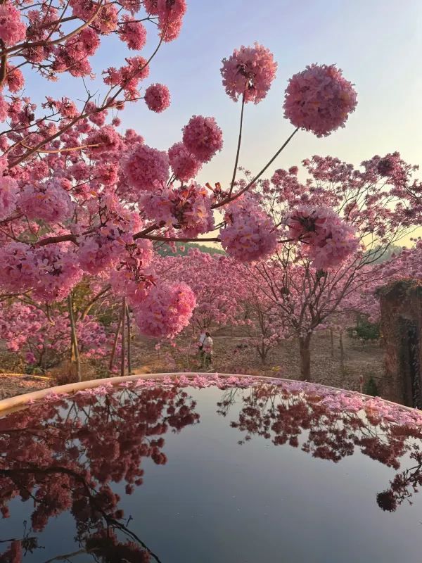 江門綠美生態園：實拍最美紫花風鈴木
