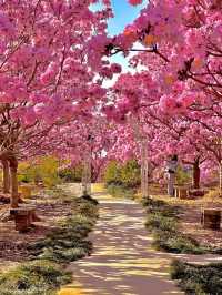 江門綠美生態園🌸 广东紫花風鈴木盛開，冬日如春！