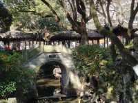 寧波中山公園遇上早春紅梅！