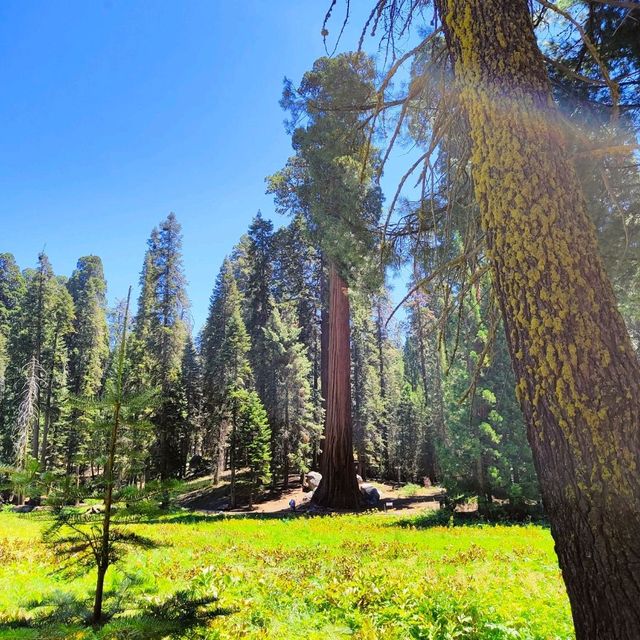 Sequoia National Park: A Summer Adventure Among Giants 🌲