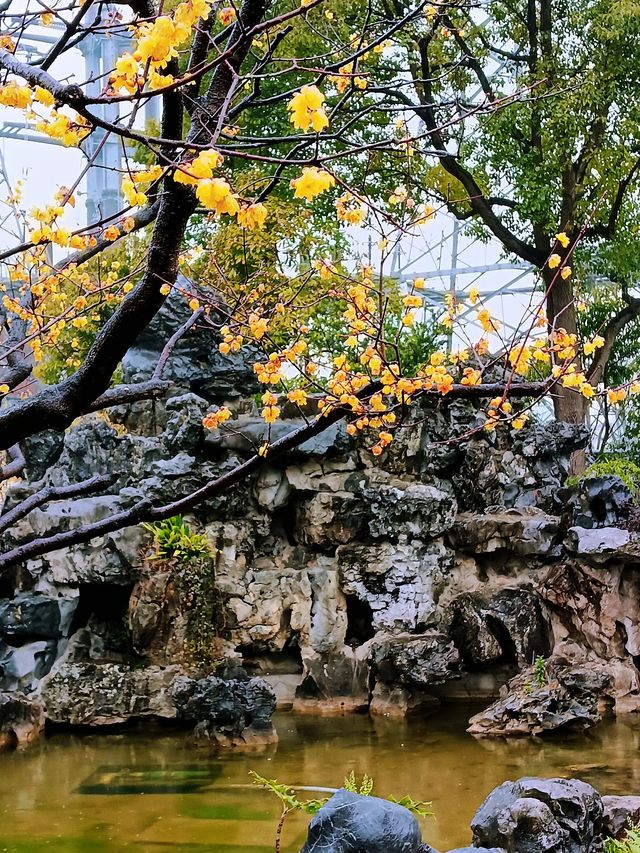 在真如公園遇見「梅」好—踏雨尋梅