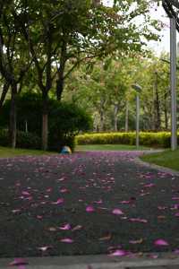 深圳嘅公園春天真係靚到喊 人少快啲衝啦