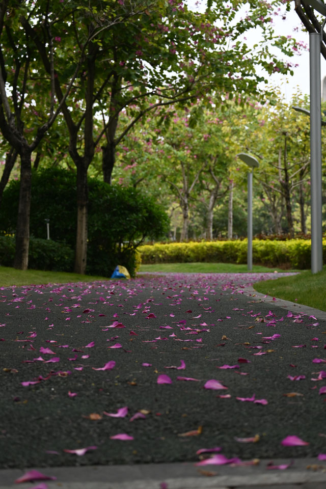 深圳嘅公園春天真係靚到喊 人少快啲衝啦