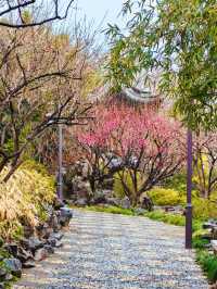2.14實拍︳古漪園的梅花已經開了！可以衝！