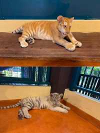跟奶爸環球旅行 | Tiger Kingdom 