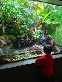 上海海洋水族館打卡超長海底隧道