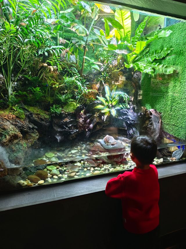 上海海洋水族館打卡超長海底隧道