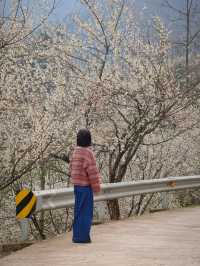 漫山遍野嘅青梅花，小眾遠足路線get