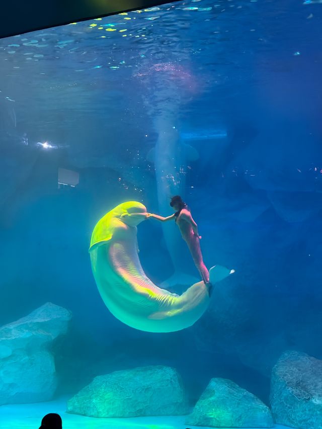 啊啊啊啊啊啊我點解依家先嚟鄭州海昌海洋公園啊