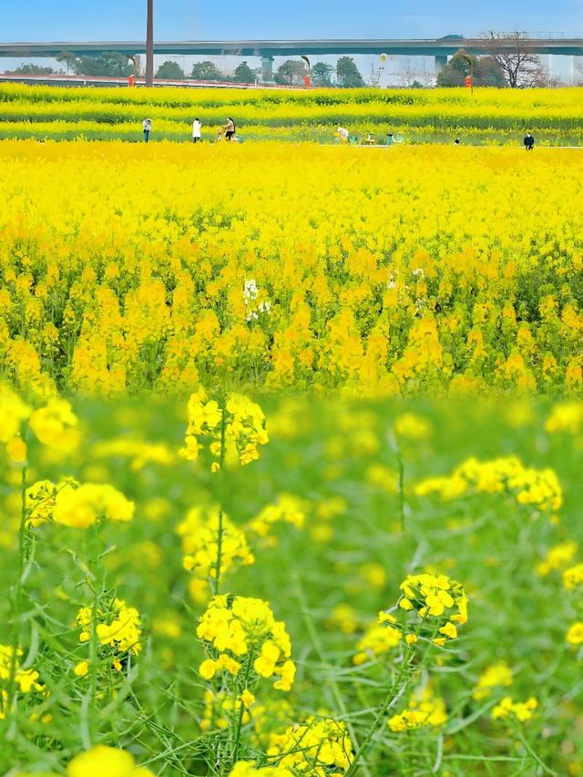 注意重慶廣陽島千畝油菜花即將盛開…