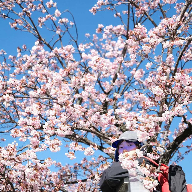 🌸熱海早櫻，春日夢幻出逃地🌸