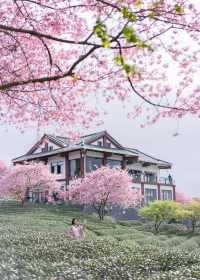 漳平永福櫻花園 | 福建的「櫻花小京都」