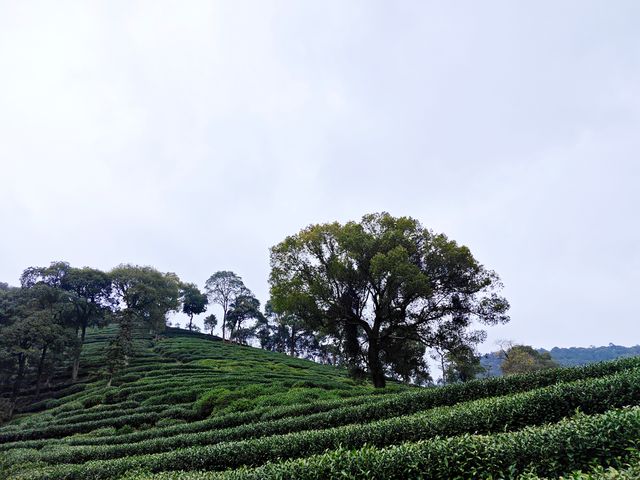 去梅家塢喝茶賞花吧