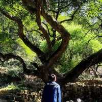 鄧山村古欖園：邂逅魔幻森林，感受震撼樹張力🌳