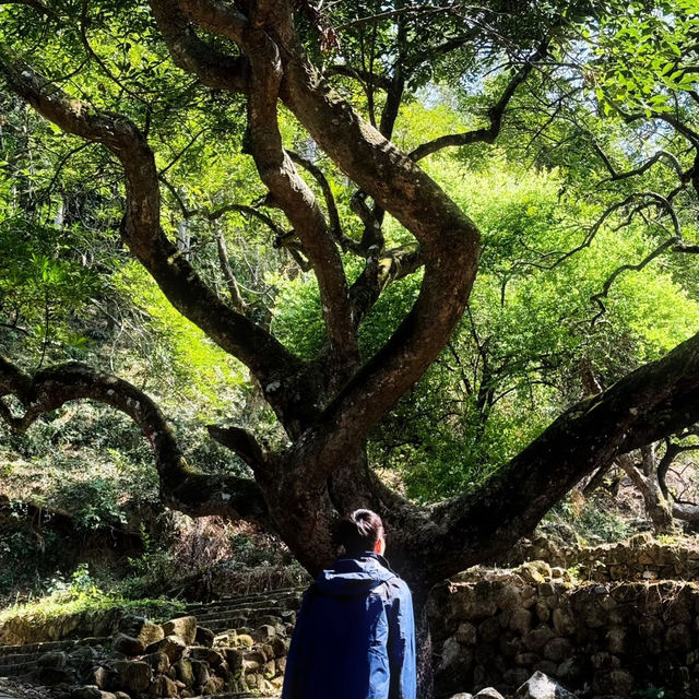 鄧山村古欖園：邂逅魔幻森林，感受震撼樹張力🌳
