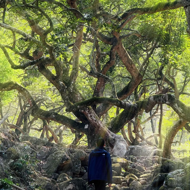 鄧山村古欖園：邂逅魔幻森林，感受震撼樹張力🌳