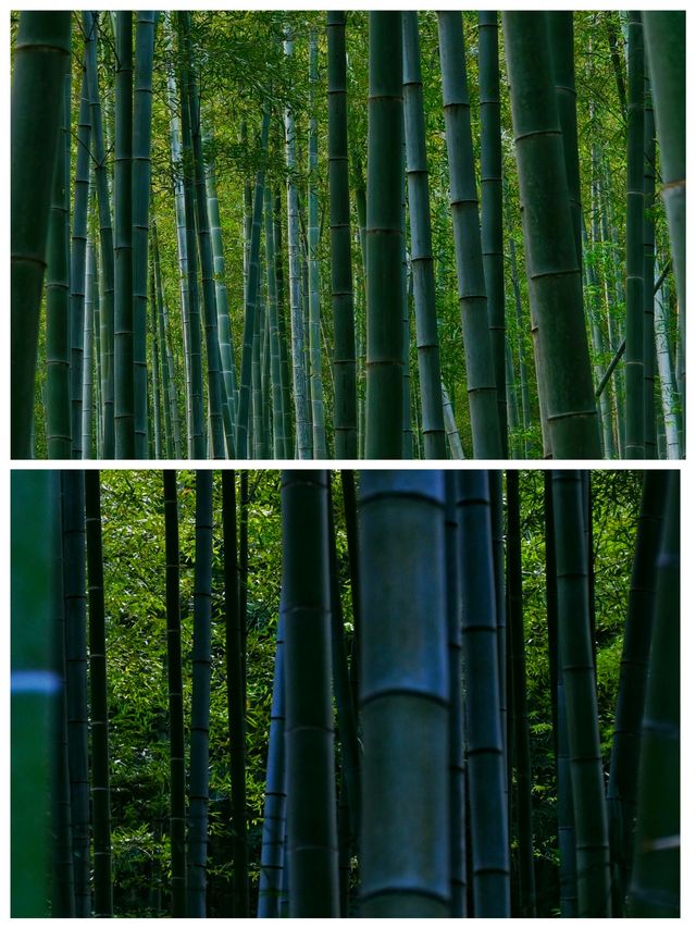 南山竹海如海洋般美麗的竹林駐足注目